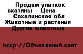 Продам улиткок ахатины  › Цена ­ 100 - Сахалинская обл. Животные и растения » Другие животные   